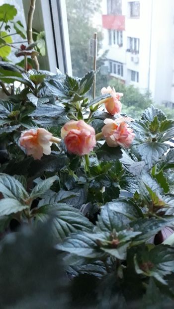 Giselle - 0001 ACHIMENES 2018-2022