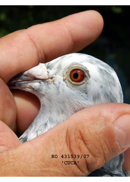 927047-12-fiica-1-nat-as-maraton-1-nat-as-maraton-3-ani-md2-2 - Dumitrache Marian