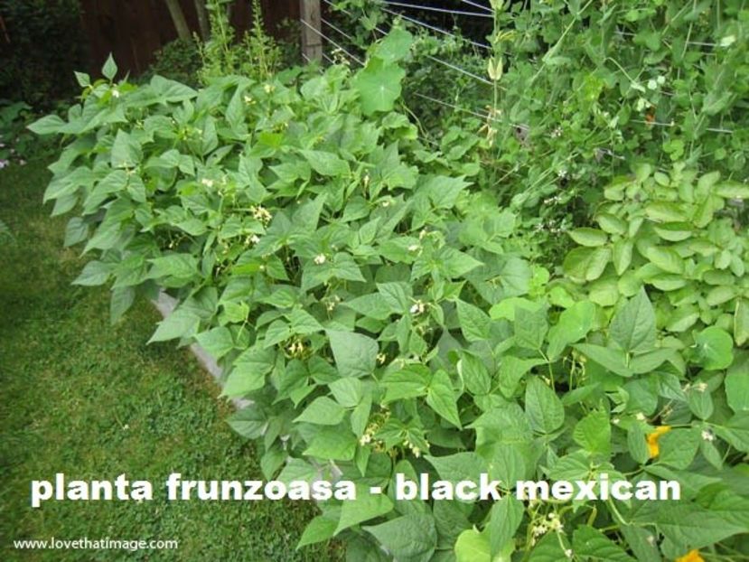 bush-bean-garden-4314ss - MIrr biblic sau fasolea neagra mexicana- repara gauri in pamint - arunca semitele si acopera cu ceva