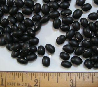 black-turtle-beans-plate%20002-400 - MIrr biblic sau fasolea neagra mexicana- repara gauri in pamint - arunca semitele si acopera cu ceva
