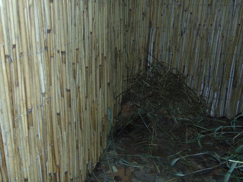 cuib de roul-roul - Potarnichi roul-roul - Rollulus rouloul - Crested wood partridge