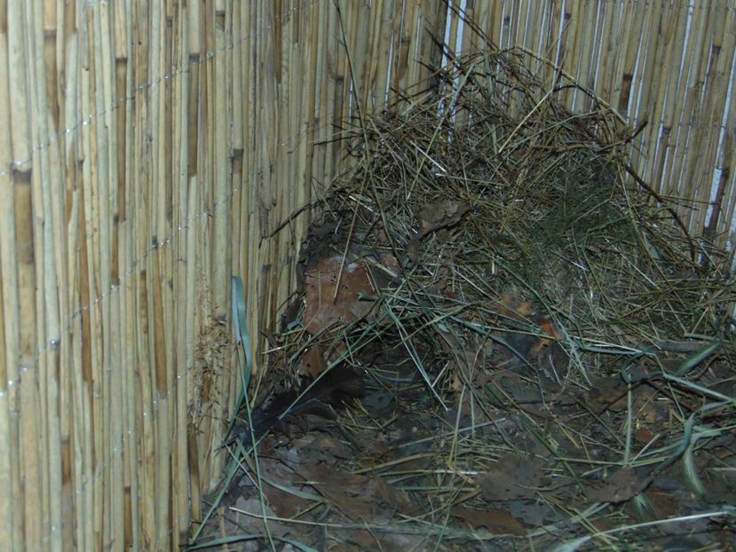 cuib de roul-roul - Potarnichi roul-roul - Rollulus rouloul - Crested wood partridge