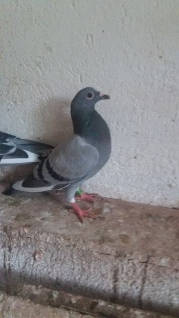 Cel mai mare - LOT 2018