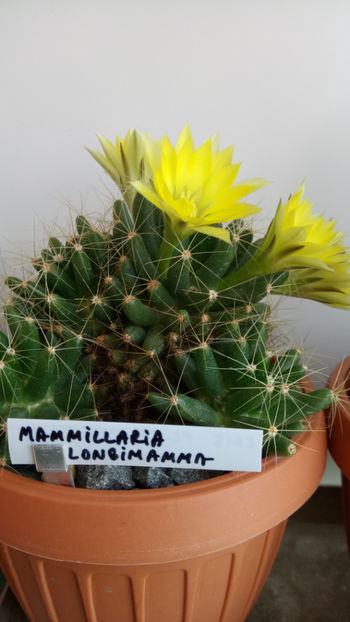 16.06.2018 - Mammillaria longimamma