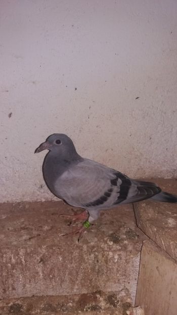 Al doilea pui - LOT 2018