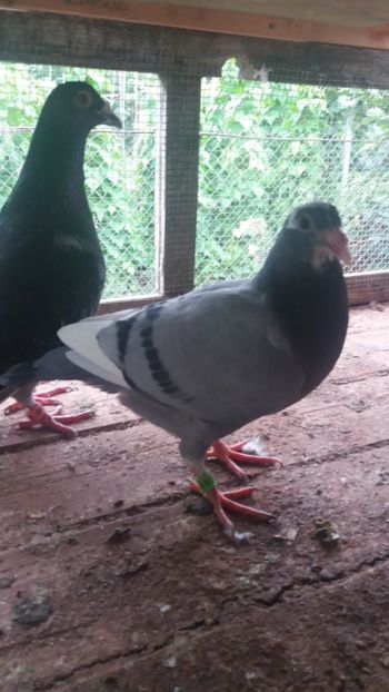 Al patrulea - LOT 2018