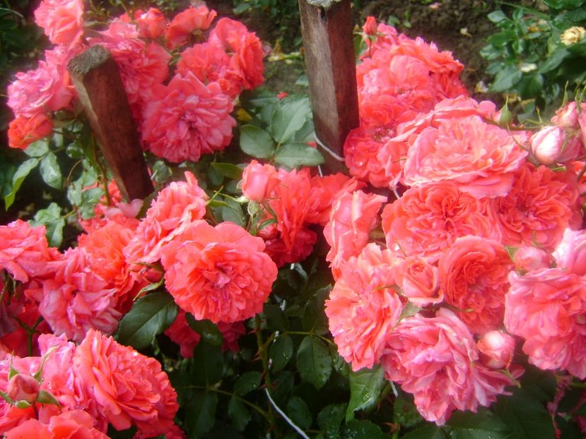  - Uetersens rosekoenigin -Kordes