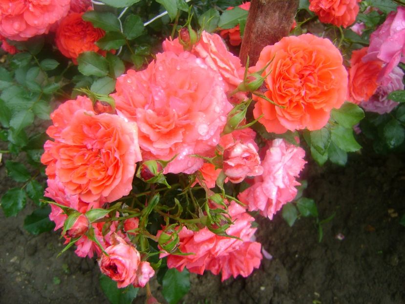  - Uetersens rosekoenigin -Kordes