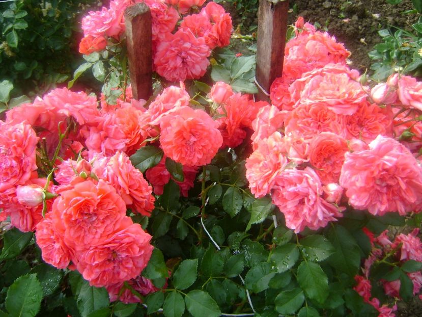  - Uetersens rosekoenigin -Kordes