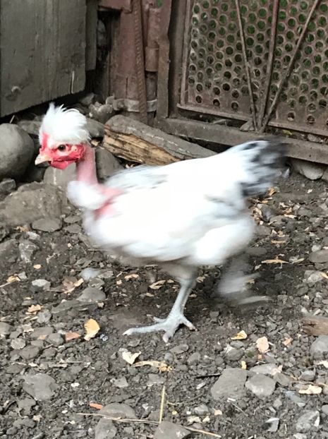 7C6C639D-3DE5-4B29-AA56-20529191B861 - Puisori 2018