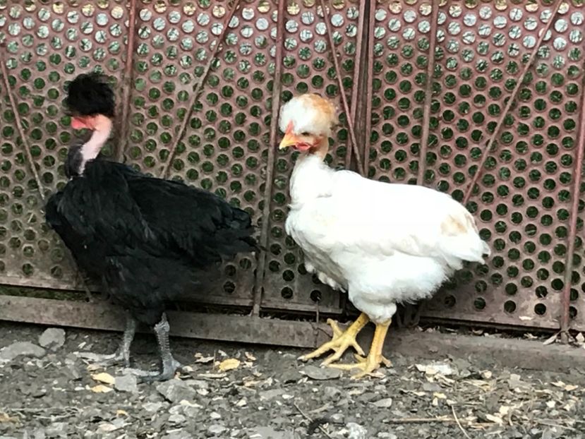 C0DBFA95-8177-4FED-B93E-49B002756BC4 - Puisori 2018