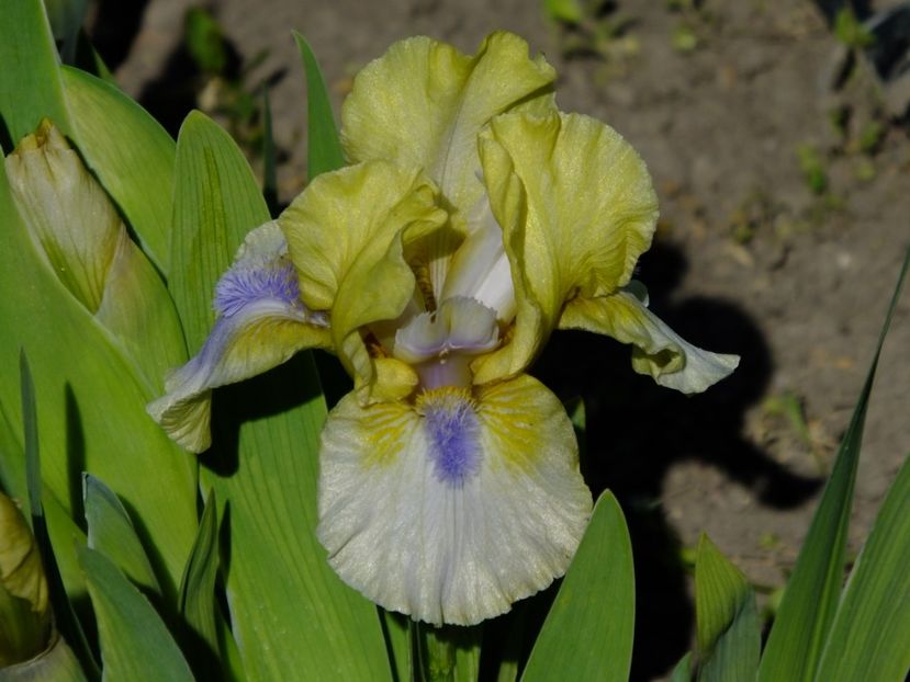  - 2018_05_Irisi_pumila si pitici