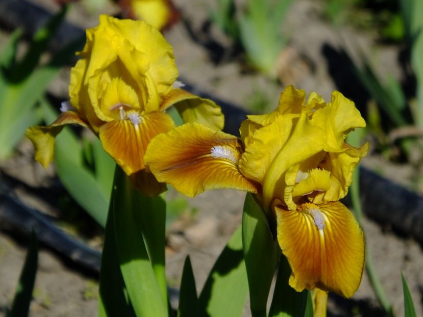  - 2018_05_Irisi_pumila si pitici