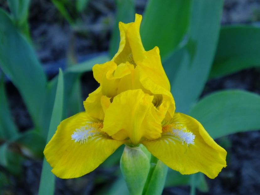  - 2018_05_Irisi_pumila si pitici