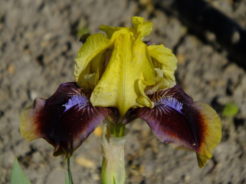  - 2018_05_Irisi_pumila si pitici