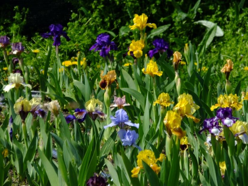  - 2018_05_Irisi_pumila si pitici