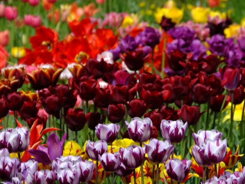  - 2018_02_Lalele_III