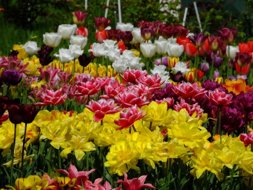  - 2018_02_Lalele_III