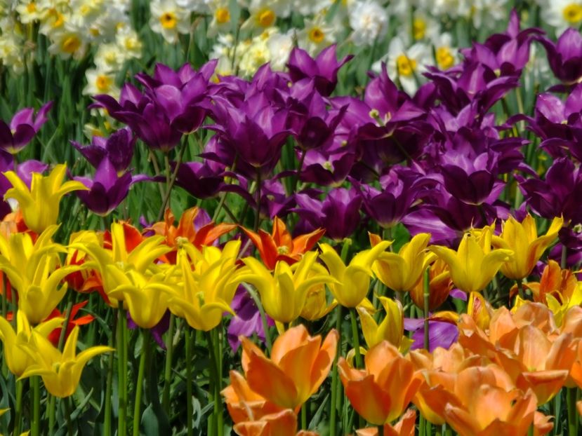  - 2018_02_Lalele_III