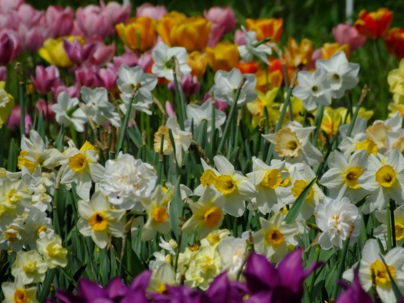  - 2018_02_Lalele_III