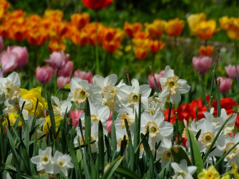  - 2018_02_Lalele_III