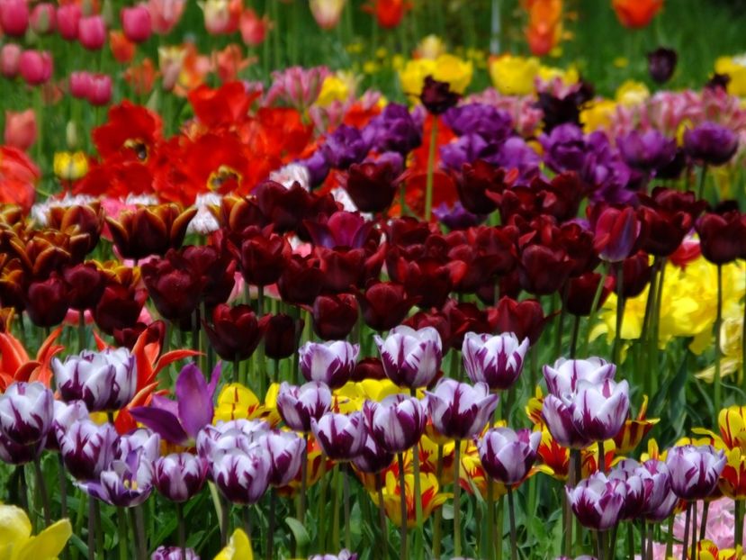  - 2018_02_Lalele_III