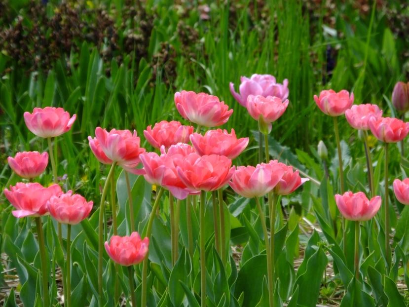  - 2018_02_Lalele_III