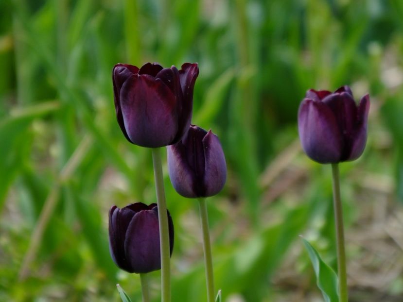  - 2018_02_Lalele_III