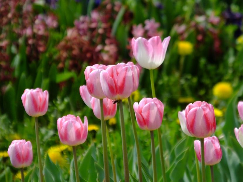  - 2018_02_Lalele_III