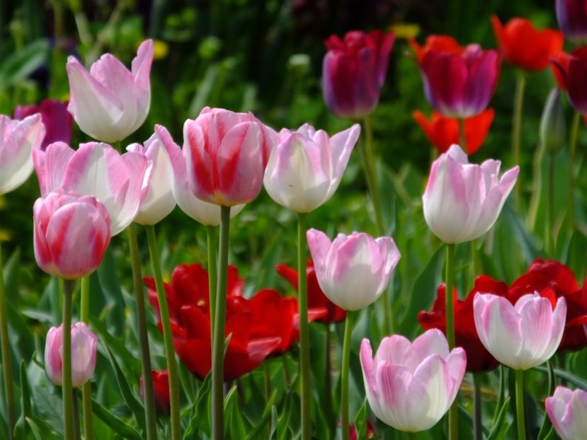  - 2018_02_Lalele_III