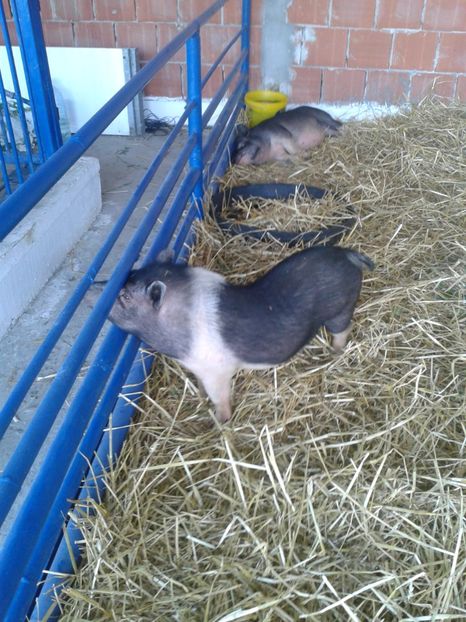 Fotografie0095 - 27---expozitie banat-agralim 2018