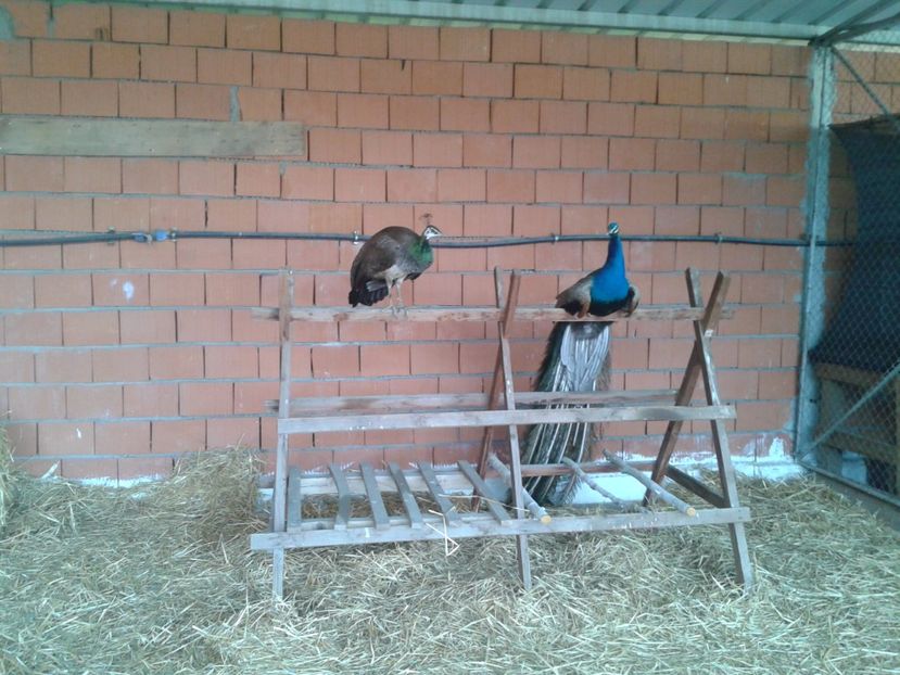 Fotografie0098 - 27---expozitie banat-agralim 2018