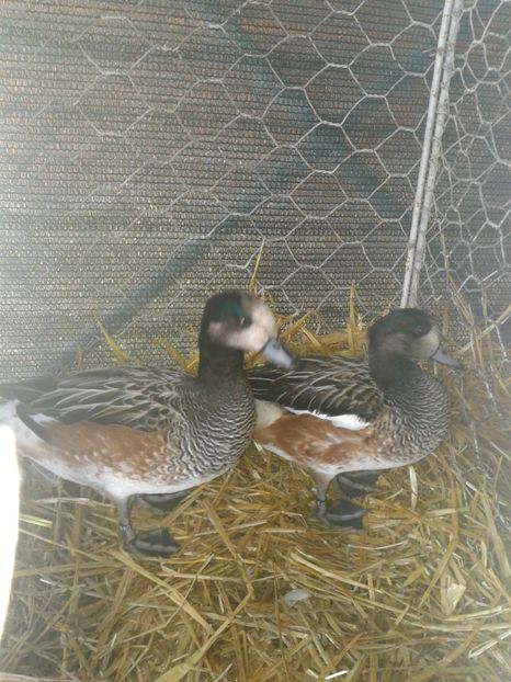 Fotografie0100 - 27---expozitie banat-agralim 2018