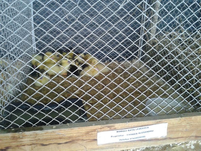 Fotografie0103 - 27---expozitie banat-agralim 2018