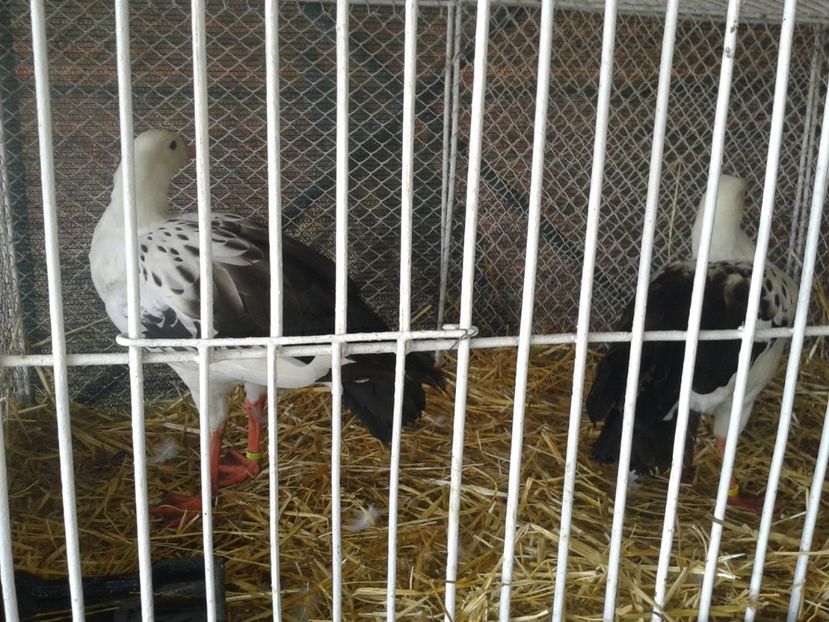 Fotografie0105 - 27---expozitie banat-agralim 2018