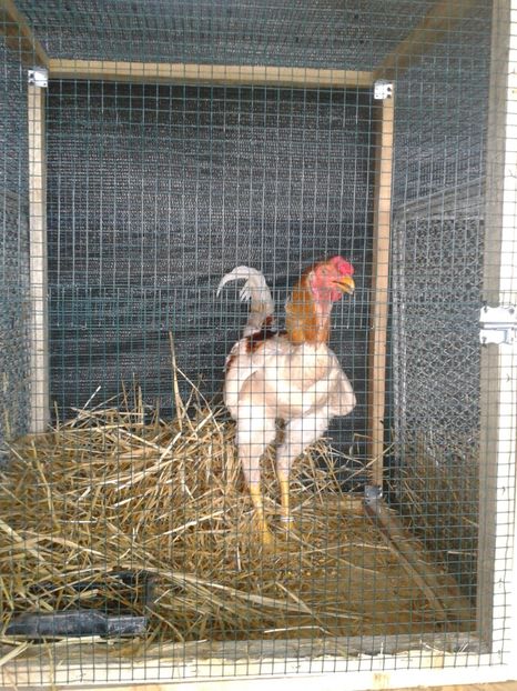 Fotografie0106 - 27---expozitie banat-agralim 2018