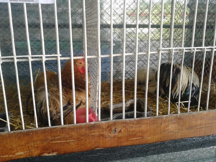 Fotografie0108 - 27---expozitie banat-agralim 2018