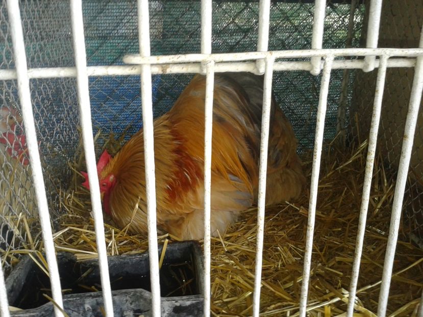 Fotografie0109 - 27---expozitie banat-agralim 2018