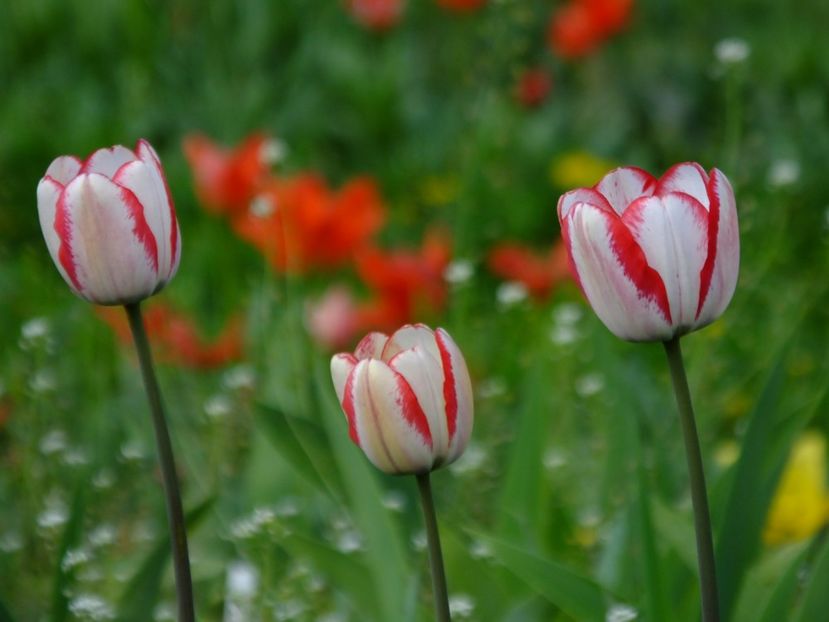  - 2018_02_Lalele_III