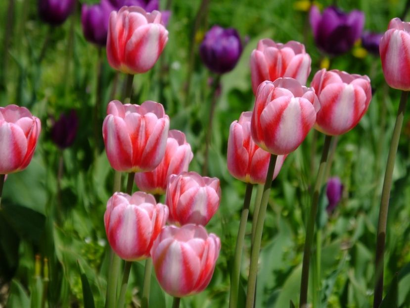  - 2018_02_Lalele_III