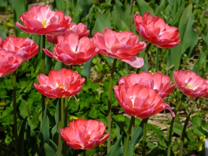  - 2018_02_Lalele_III