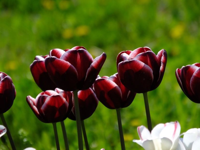  - 2018_02_Lalele_III