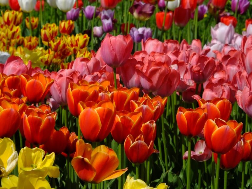  - 2018_02_Lalele_III