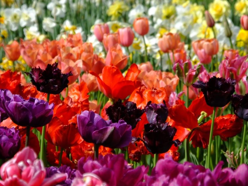  - 2018_02_Lalele_III