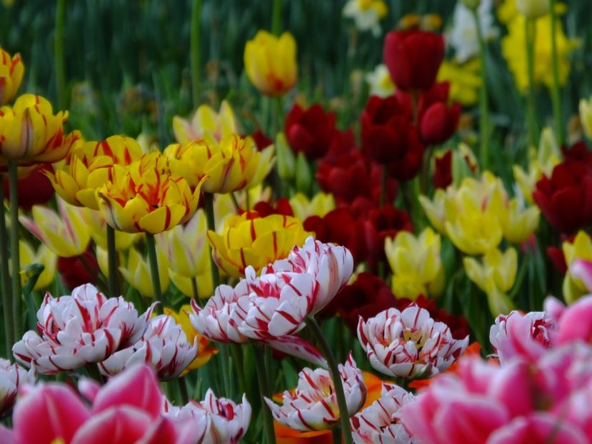  - 2018_02_Lalele_III