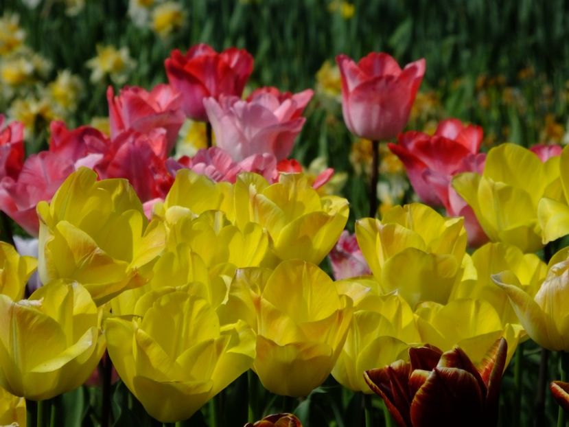  - 2018_02_Lalele_III