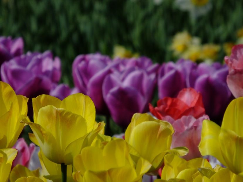  - 2018_02_Lalele_III