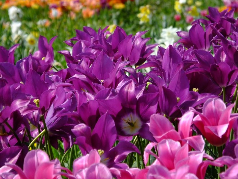  - 2018_02_Lalele_III