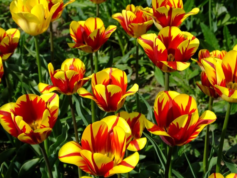  - 2018_02_Lalele_III