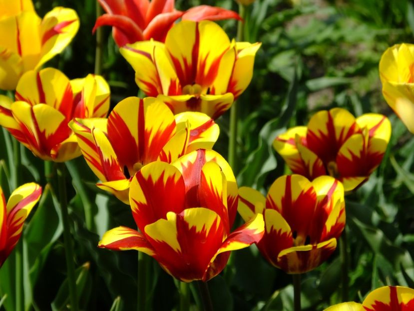  - 2018_02_Lalele_III